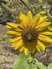 Anthophila