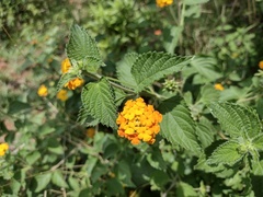 Lantana horrida