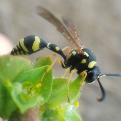 Eumenes