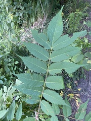 Rhus typhina