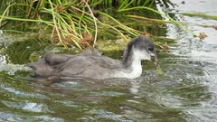 Fulica atra atra