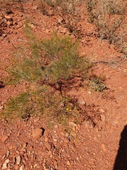 Acacia