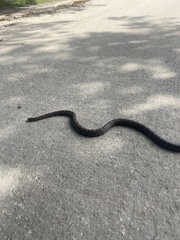 Lampropeltis triangulum