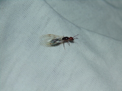 Crematogaster scutellaris