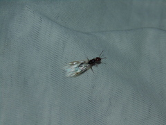 Crematogaster scutellaris