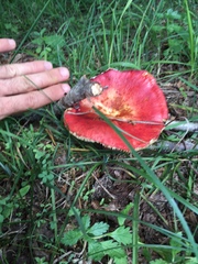 Russula aurea