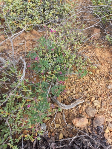 Indigofera lataflumena MS (Indigofera lataflumena)