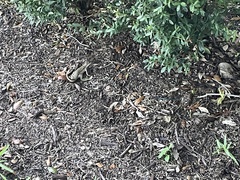 Leiocephalus carinatus