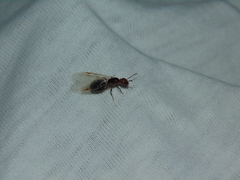 Crematogaster scutellaris