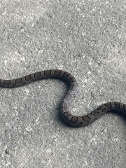 Lampropeltis triangulum