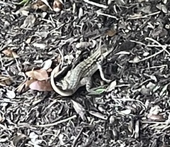 Leiocephalus carinatus