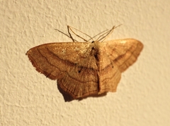 Scopula imitaria