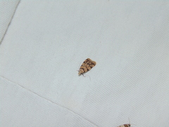Symmoca tofosella