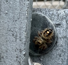 Phidippus audax