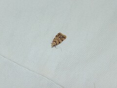 Symmoca tofosella