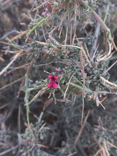 Image of Indigofera tanquana by (c) Brian du Preez, some rights reserved (CC BY-SA)
