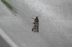 Acrobasis tricolorella