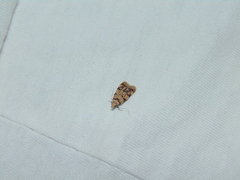 Symmoca tofosella