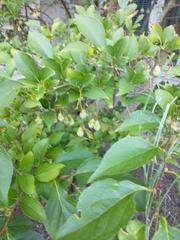Styrax japonicus