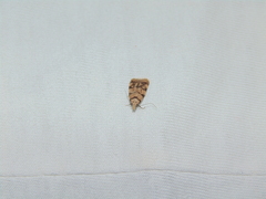 Symmoca tofosella