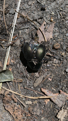 Geotrupes