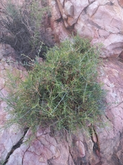 Lacomucinaea lineata