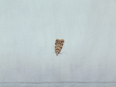 Symmoca tofosella