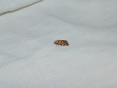 Symmoca tofosella