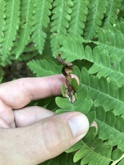 Chirosia filicis