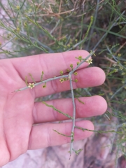 Lacomucinaea lineata