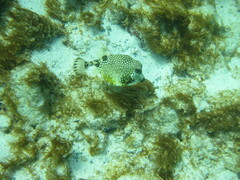 Lactophrys triqueter