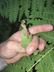 Chirosia filicis