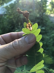 Chirosia filicis