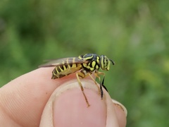Spilomyia longicornis