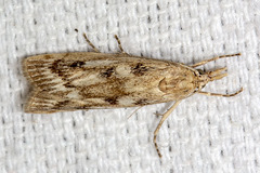 Occidentalia comptulatalis