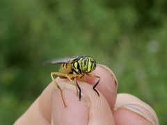 Spilomyia longicornis
