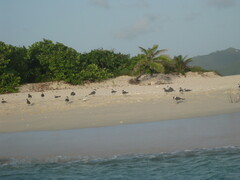 Thalasseus sandvicensis