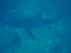 Carcharhinus perezii