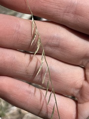Bouteloua aristidoides