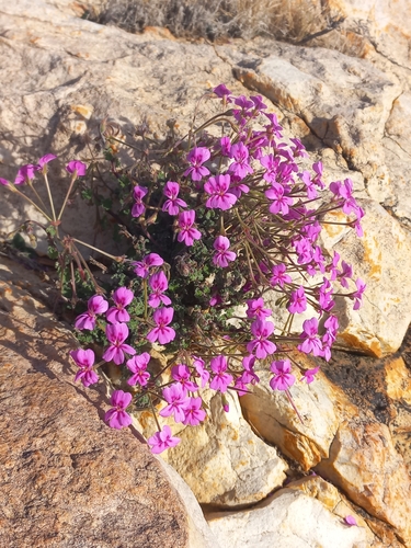 Image of Pelargonium magenteum by (c) Brian du Preez, some rights reserved (CC BY-SA)