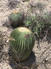 Echinocactus platyacanthus