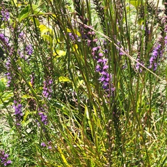 Liatris