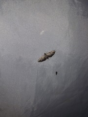 Eupithecia miserulata