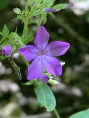 Phlox paniculata