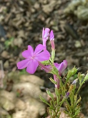 Phlox paniculata