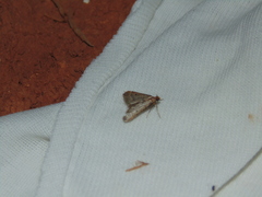 Bostra obsoletalis
