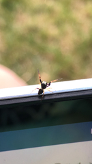 Zygoballus rufipes
