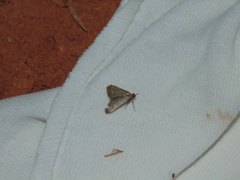 Bostra obsoletalis