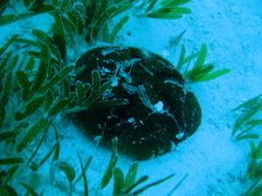 Clypeaster rosaceus