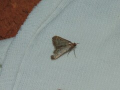Bostra obsoletalis